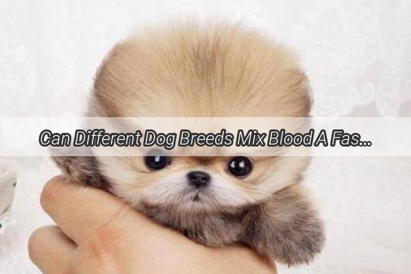 Can Different Dog Breeds Mix Blood A Fascinating Journey into the Genetics of Canine Crossbreeding